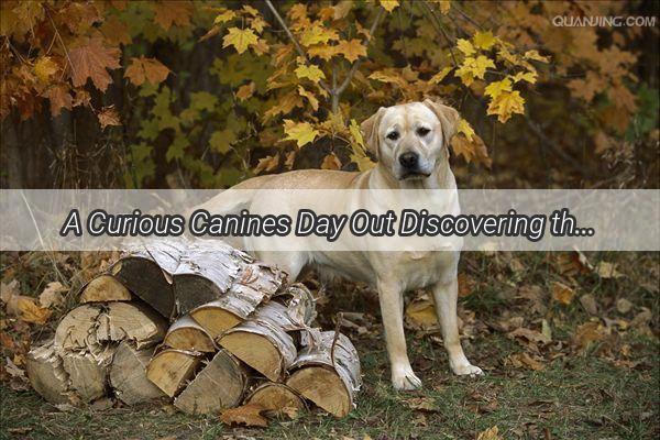 A Curious Canines Day Out Discovering the Big World Beyond the Yard